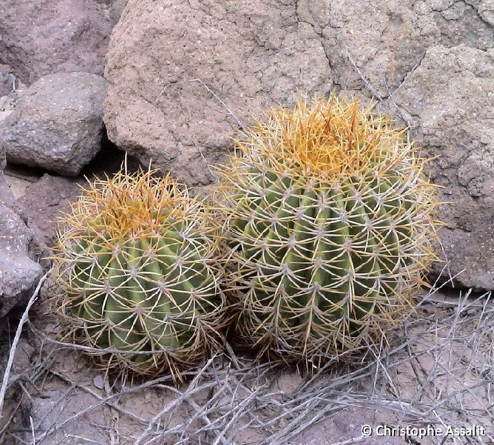 Ferocactus diguetii ssp. carmenensis BC, Mexico ©C.Assalit